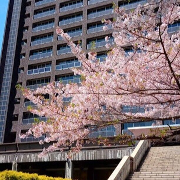 おはようございます。昨日のワンショットです。兵庫県庁２号館前にて。桜シリーズが続きますね！