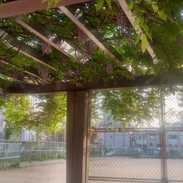 おはようございます。今朝のワンショットは、長楽公園（長田区）の「藤の花」です！ラジオ体操参加者一同、見上げていましたね。いつも、この下でスタンプを押してもらいます。
